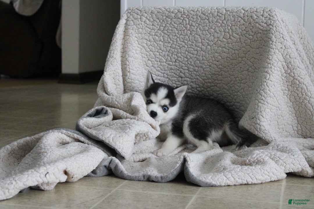 Pomsky dogs for sale: Tiny Tot - Ad 11