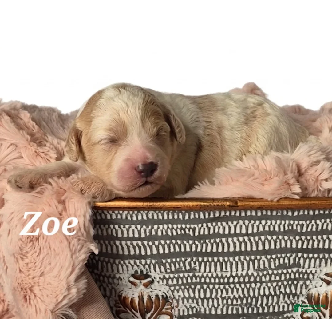 Mixed Breed dogs for sale: Zoe - Ad 1