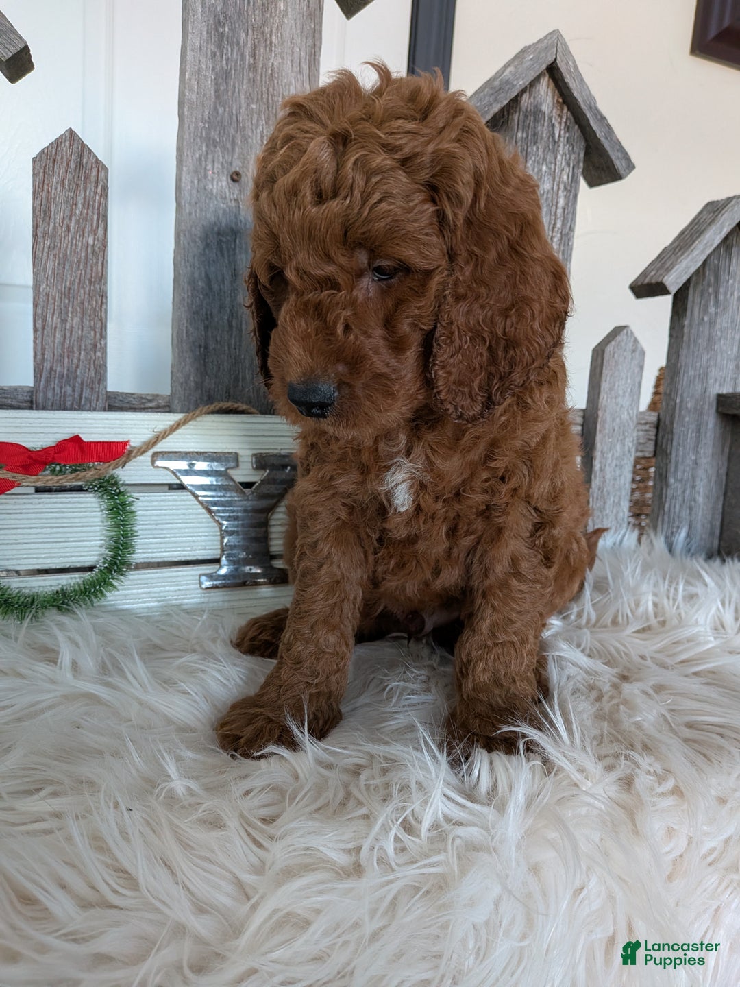 Goldendoodle dogs for sale: Prince  - Ad 4