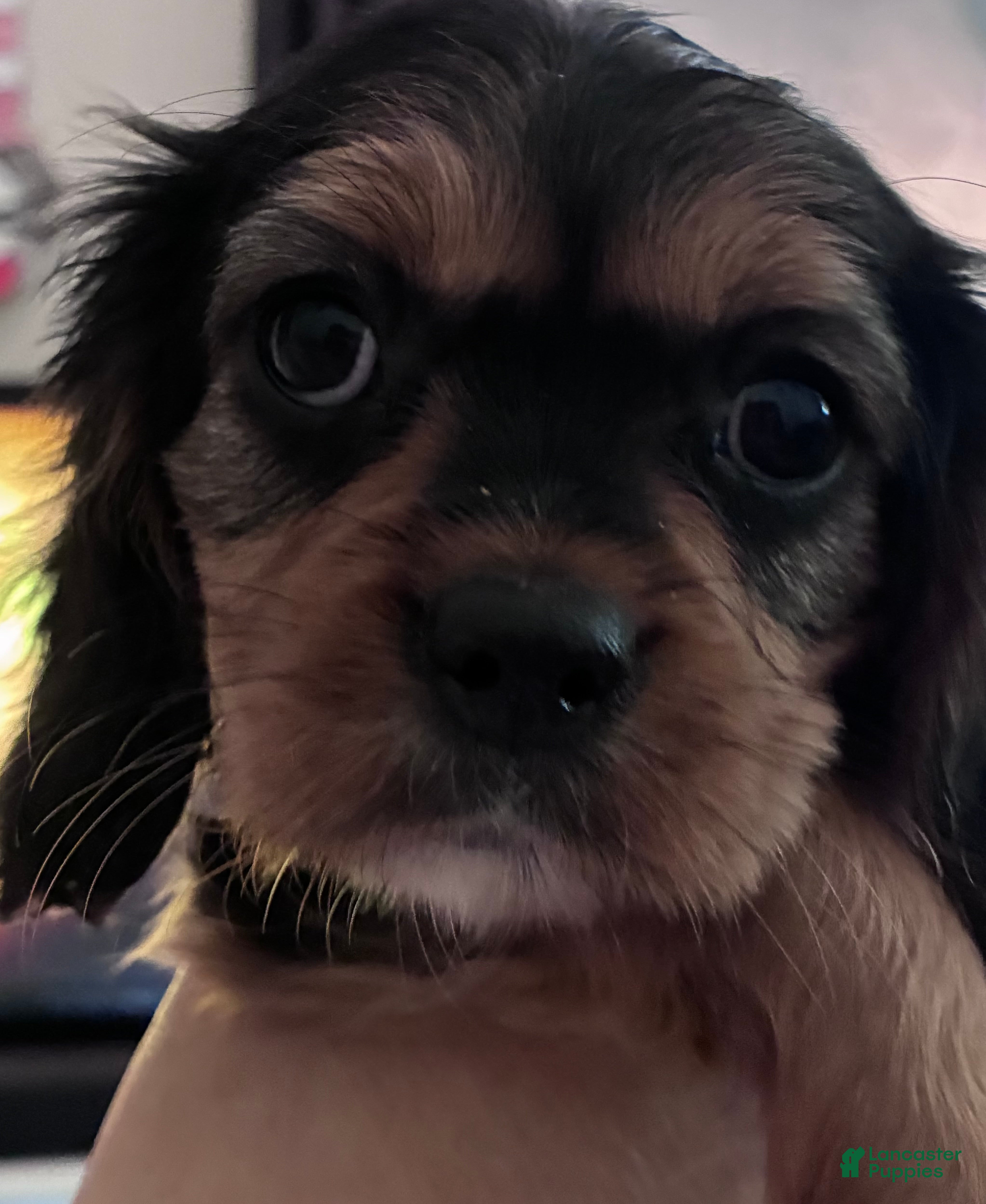 Cavalier King Charles Spaniel dogs Cavalier King Charles Spaniel Puppy 7 - Ad 1