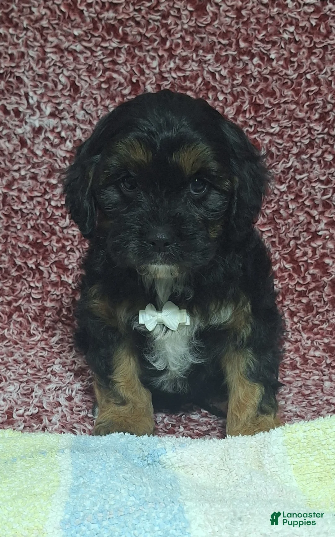 Cavapoo dogs for sale: Conner - Ad 1
