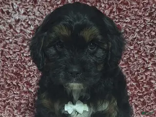 Cavapoo dogs Conner - Ad 7