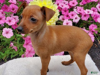 Miniature Pinscher dogs - Ad 1