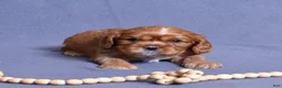 Cavalier King Charles Spaniel dogs for sale: Moses - Ad 9