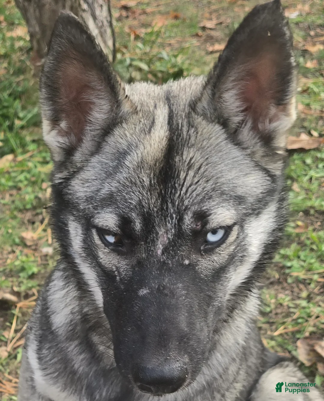 Gerberian Shepsky dogs for sale: Precious  - Ad 3