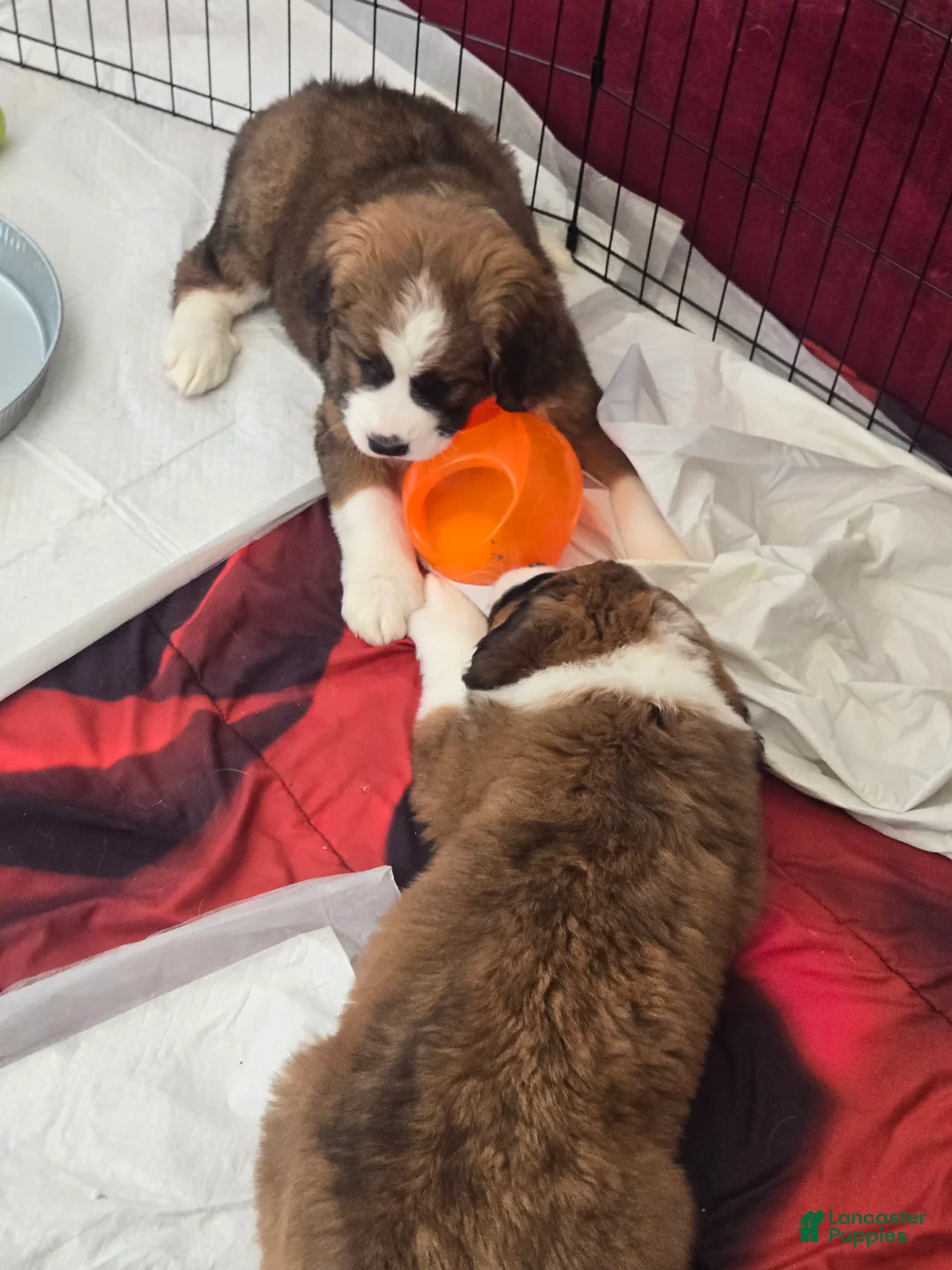 Mixed Breed dogs for sale: Buttercup  - Ad 3