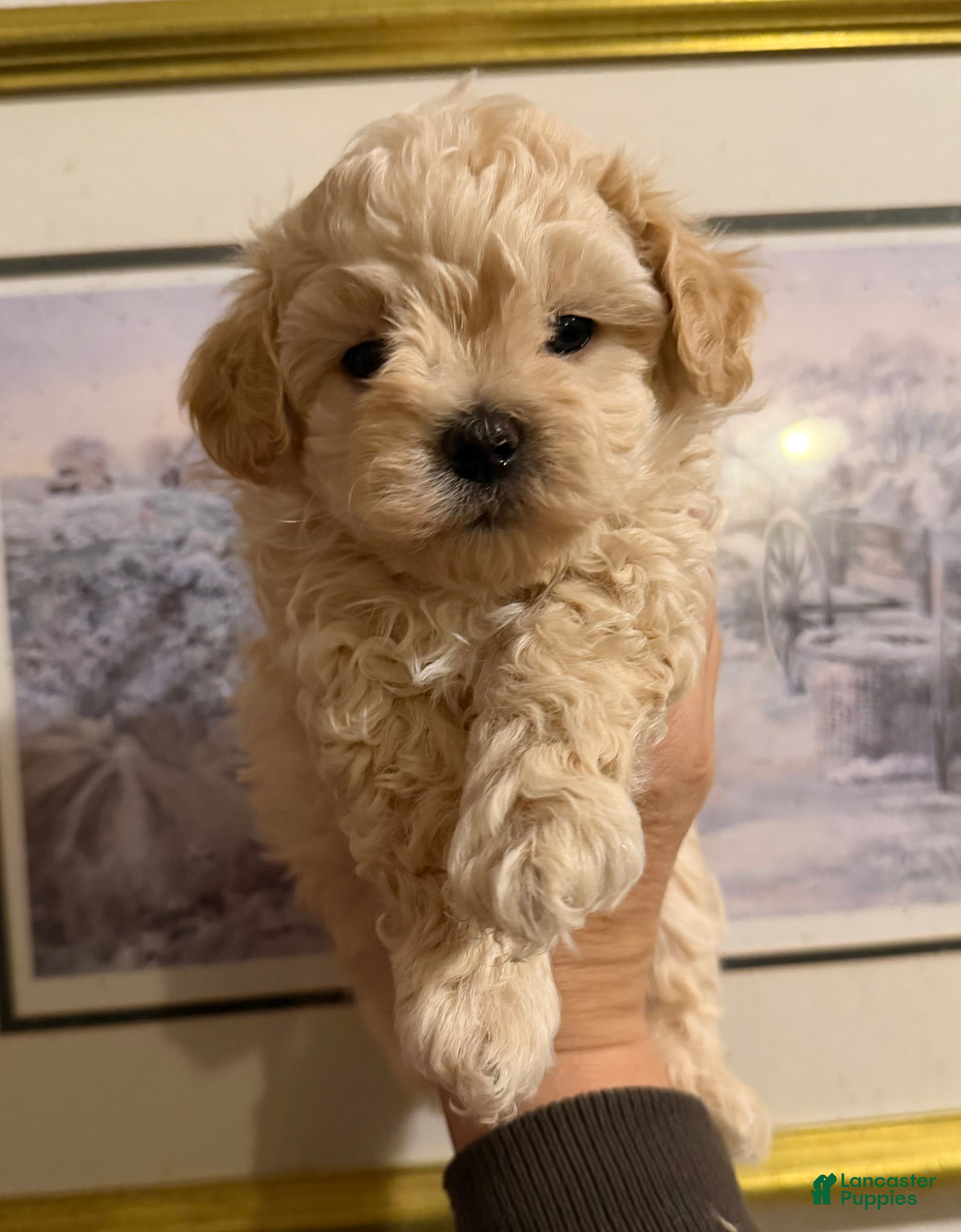 Maltipoo dogs Maltipoo Puppy 1 - Ad 34