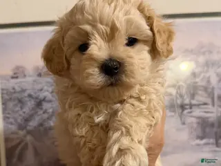 Maltipoo dogs Maltipoo Puppy 1 - Ad 25