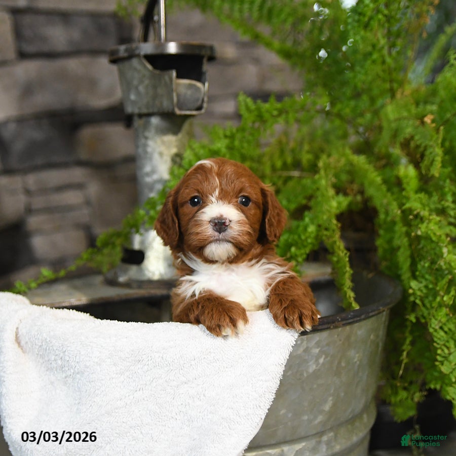 Cavapoo dogs Tilly - Ad 1