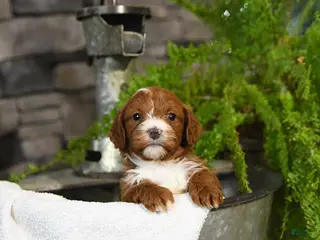 Cavapoo dogs for sale: Tilly - Ad 2