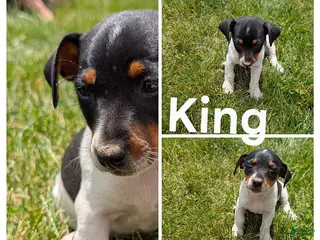 Rat Terrier dogs King - Ad 3