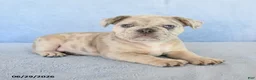 French Bulldog dogs for sale: Owen - Ad 2