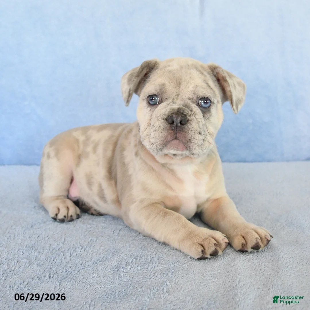 French Bulldog dogs for sale: Owen - Ad 2