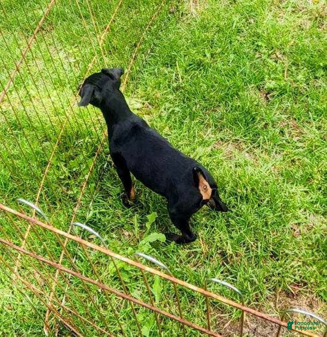 Miniature Pinscher dogs for sale: Summer - Ad 1