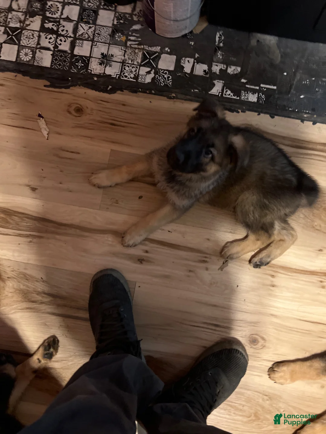 German Shepherd dogs for sale: German Shepherd 1 - Ad 2