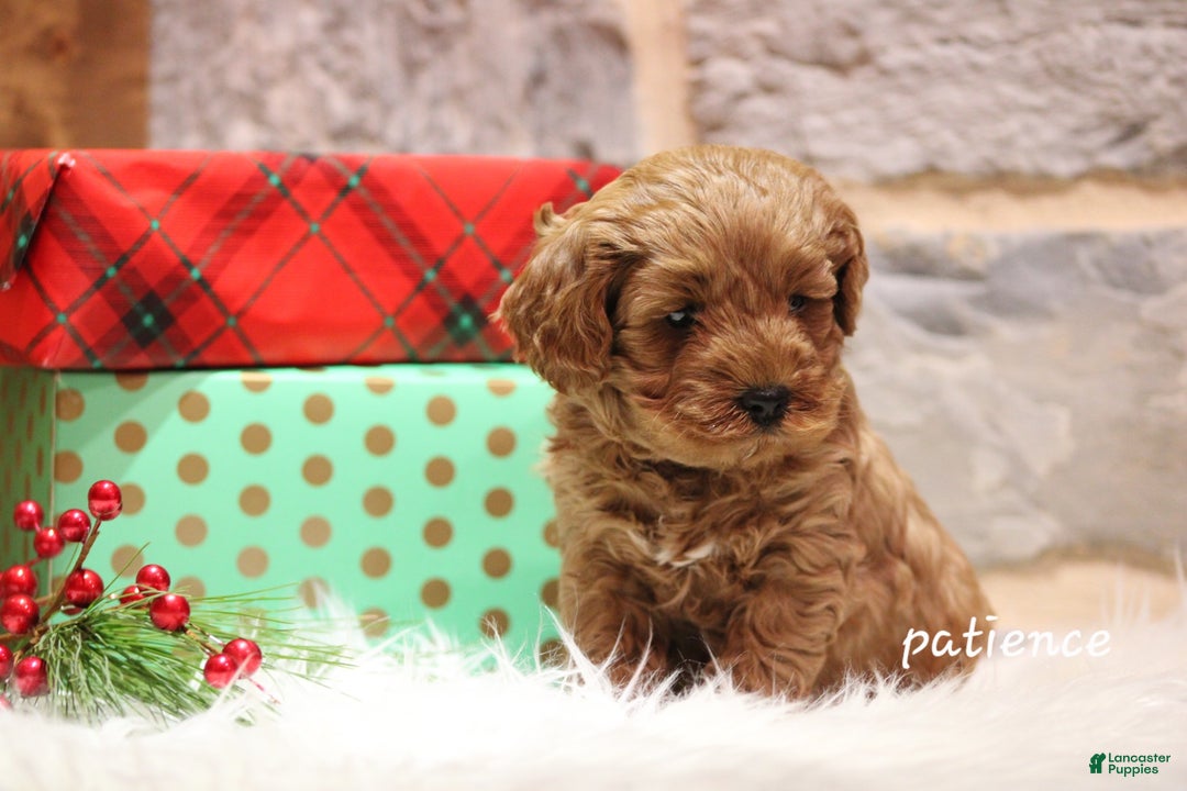 Cavapoo dogs for sale: Paitence - Ad 5