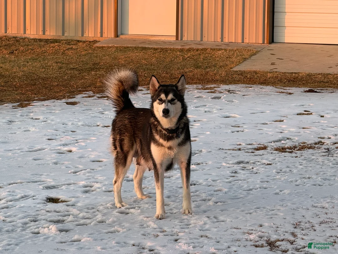 Alaskan Malamute dogs for sale: Alaskan Malamute Puppy 6 - Ad 8