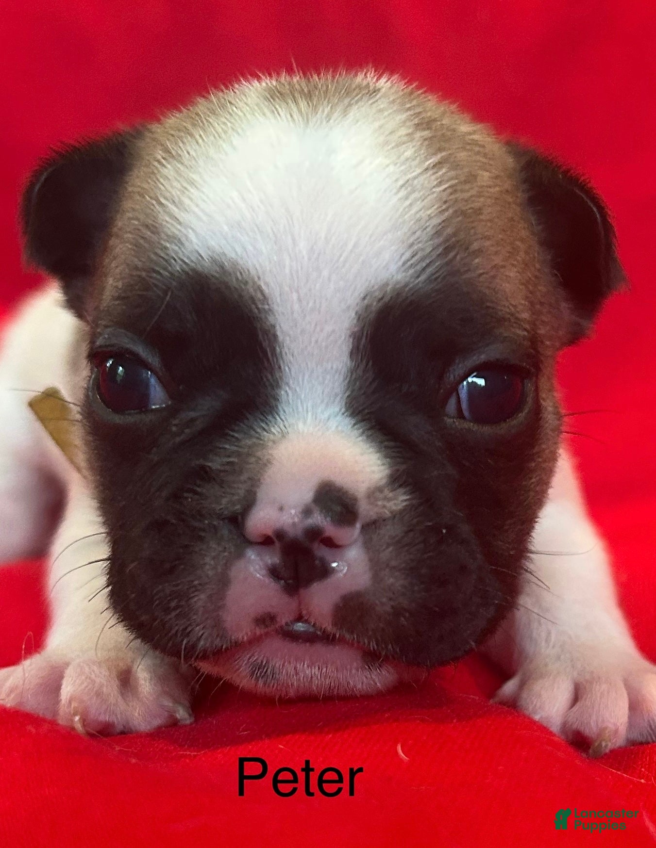 French Bulldog dogs Peter - Ad 1