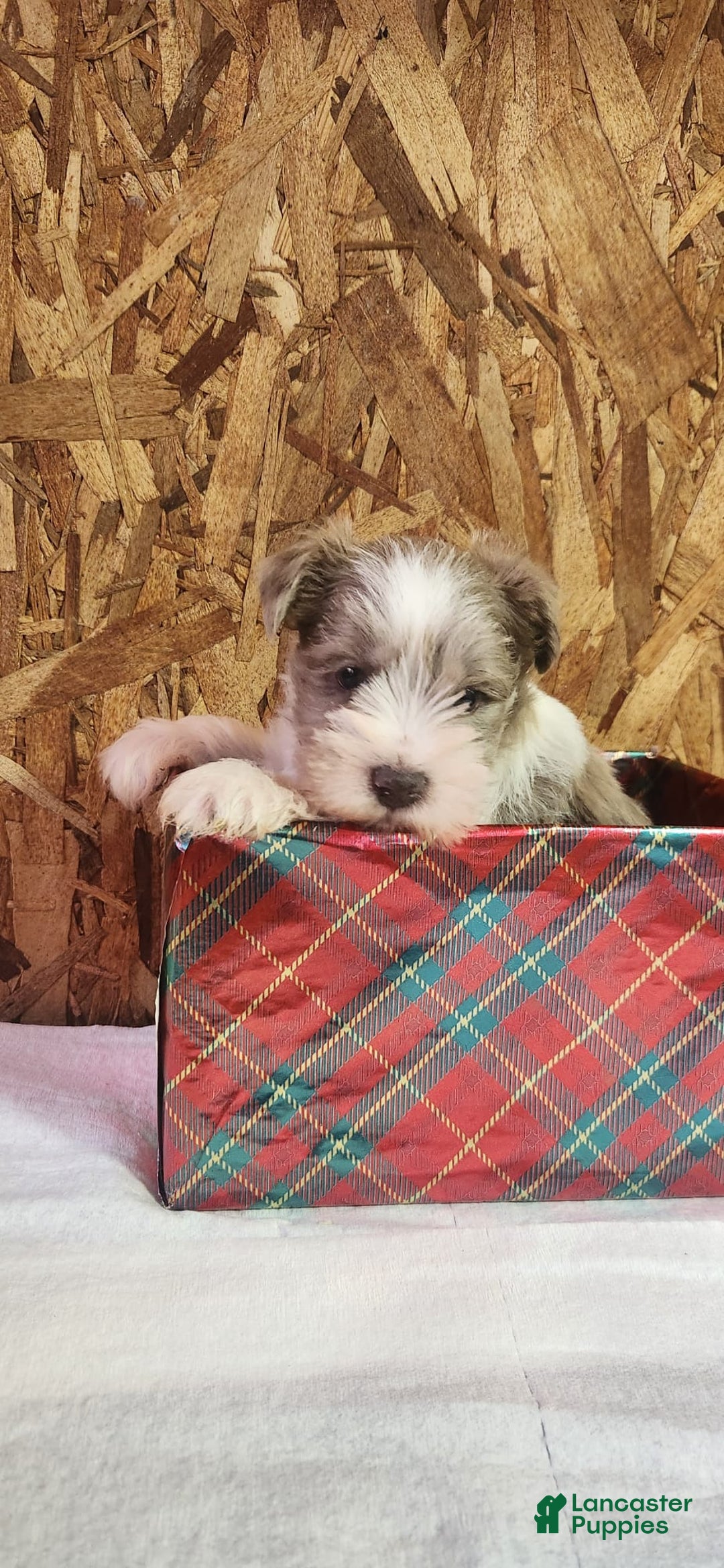 Miniature Schnauzer dogs for sale: Tanner - Ad 3