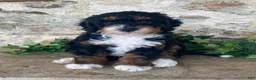 Mini Bernedoodle dogs for sale: Jester - Ad 3