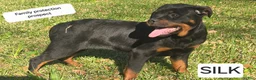 Rottweiler dogs for sale: Silk - Ad 9