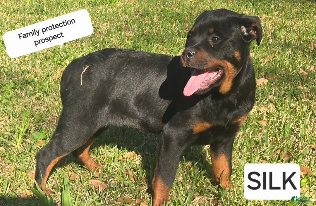 Rottweiler dogs for sale: Silk - Ad 9