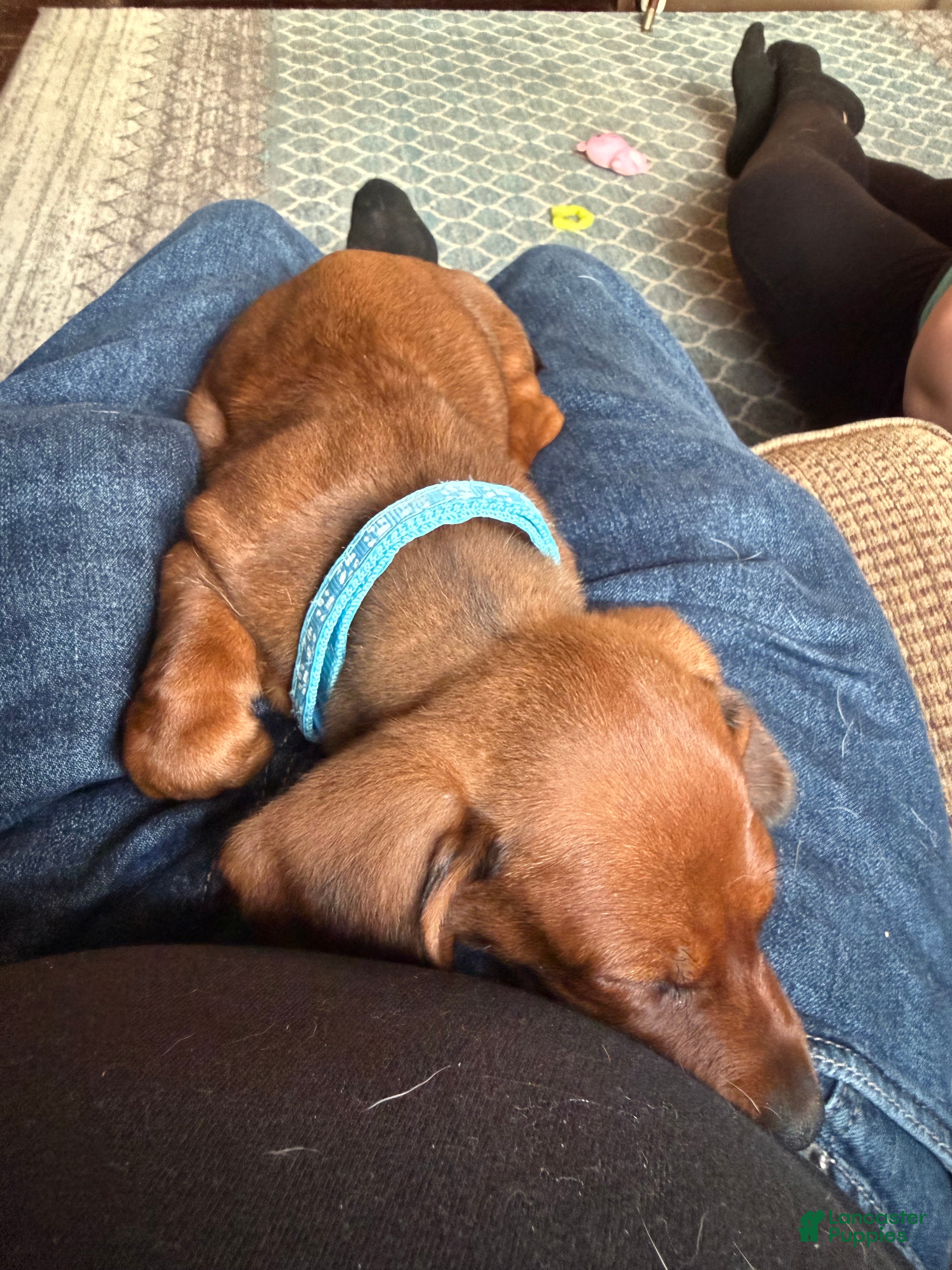 Dachshund dogs Dachshund 1 - Ad 1
