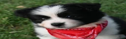 Mixed Breed dogs for sale: Border Aussie 3 - Ad 3