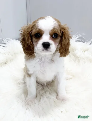 Gallery Image {{count}}