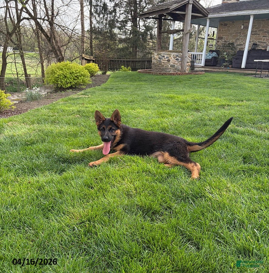 German Shepherd dogs Sadie - Ad 2