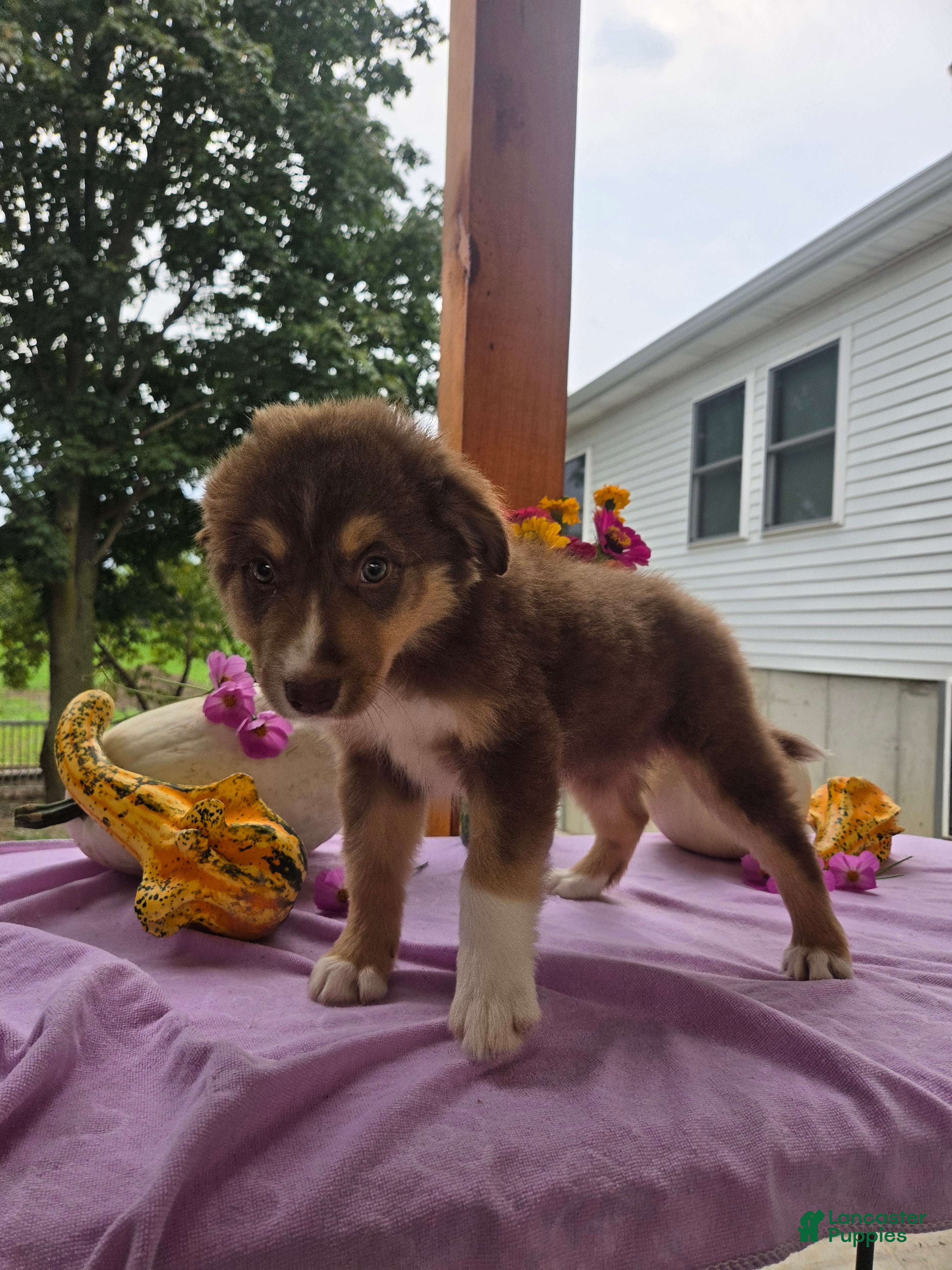 Australian Shepherd dogs Caramel - Ad 1