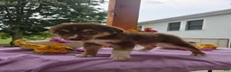 Australian Shepherd dogs for sale: Caramel - Ad 1