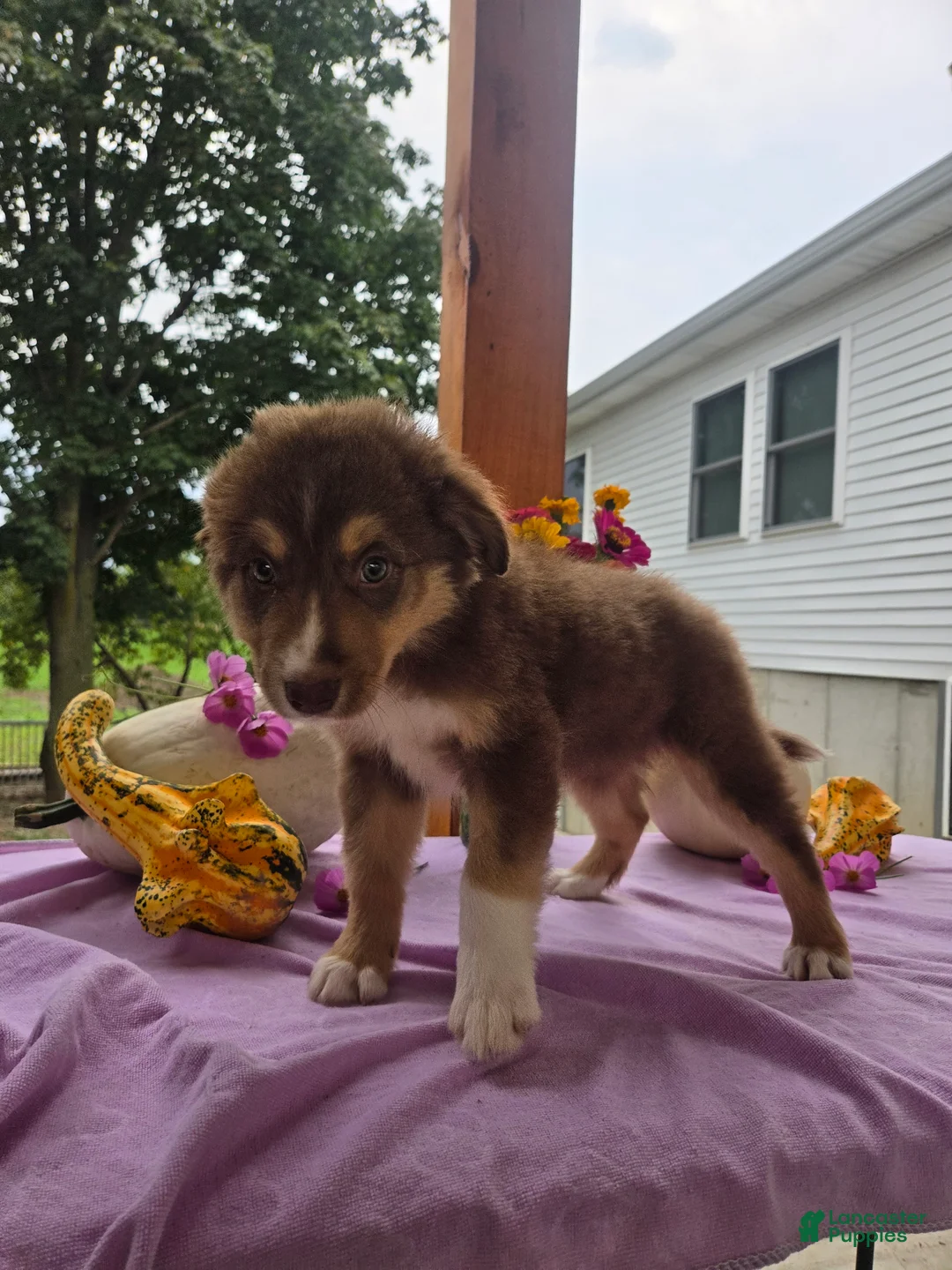 Australian Shepherd dogs for sale: Caramel - Ad 1