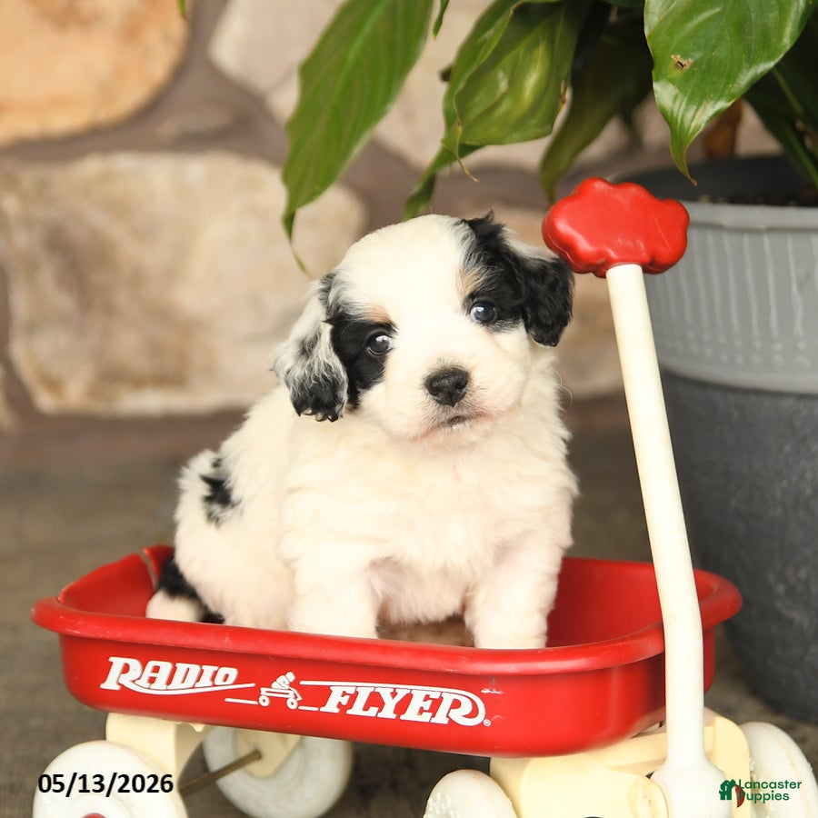 Mini Bernedoodle dogs Randy - Ad 1