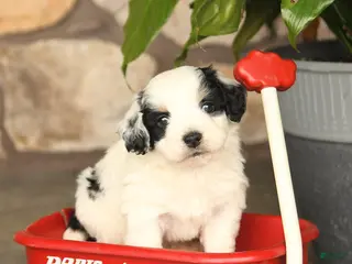 Mini Bernedoodle dogs for sale: Randy - Ad 4