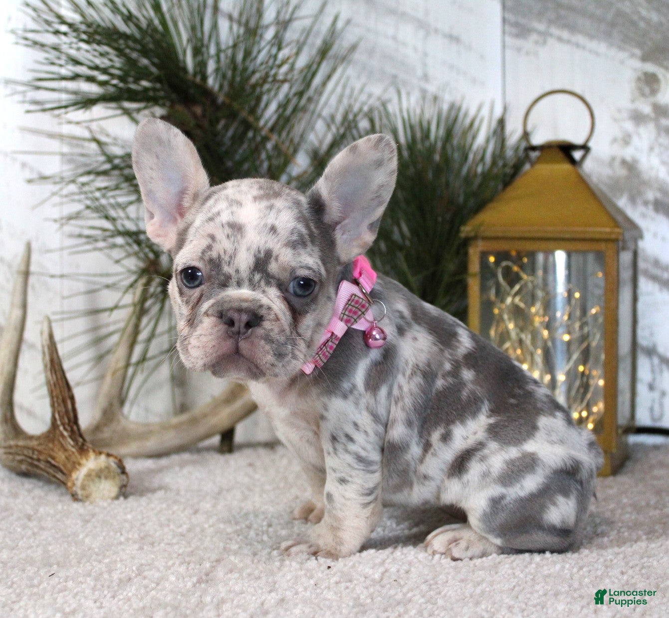 French Bulldog dogs Prada - Ad 6