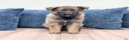 German Shepherd dogs for sale: Drew - Ad 1