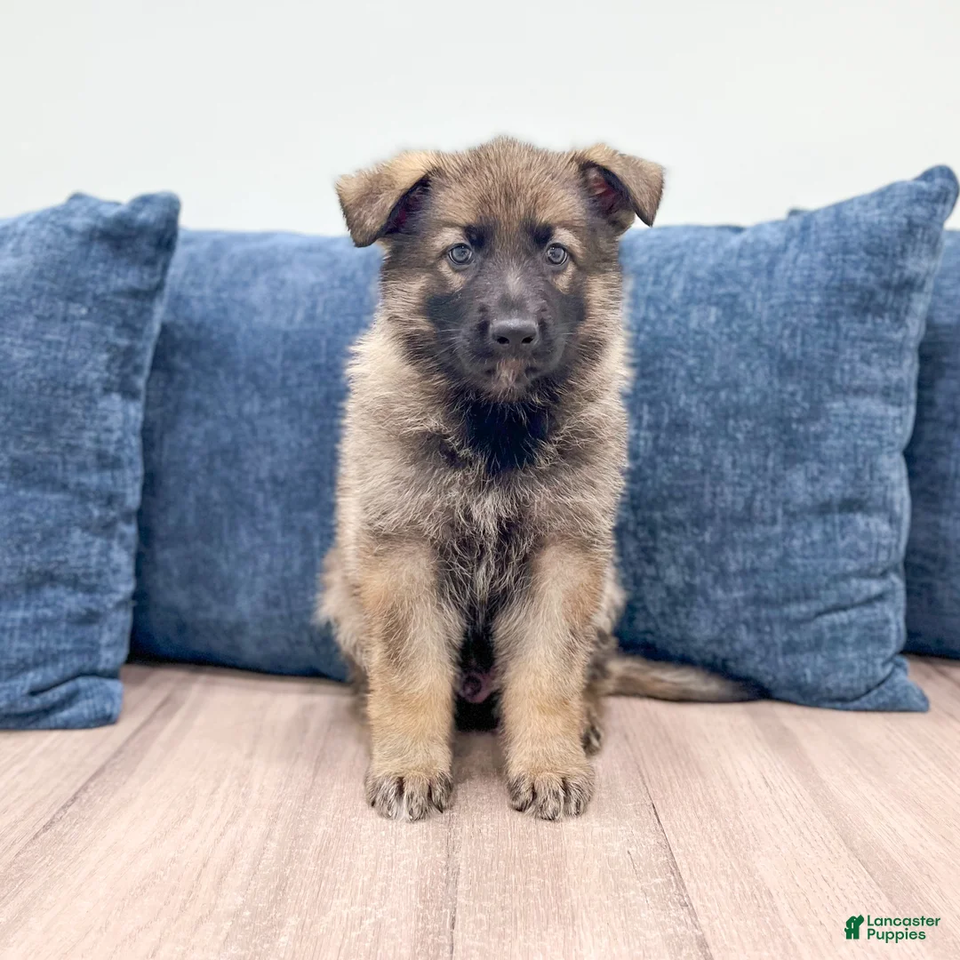 German Shepherd dogs for sale: Drew - Ad 1
