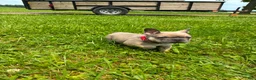 French Bulldog dogs for sale: Smokey Jr  - Ad 4