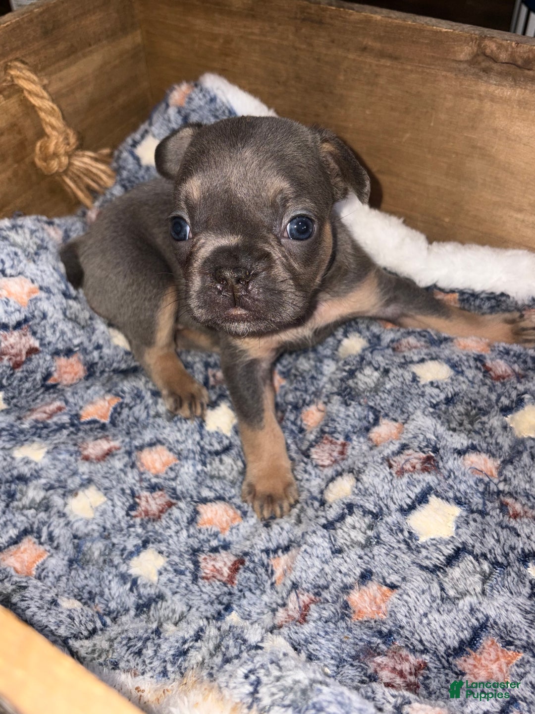 French Bulldog dogs for sale: Lala Female - Ad 1