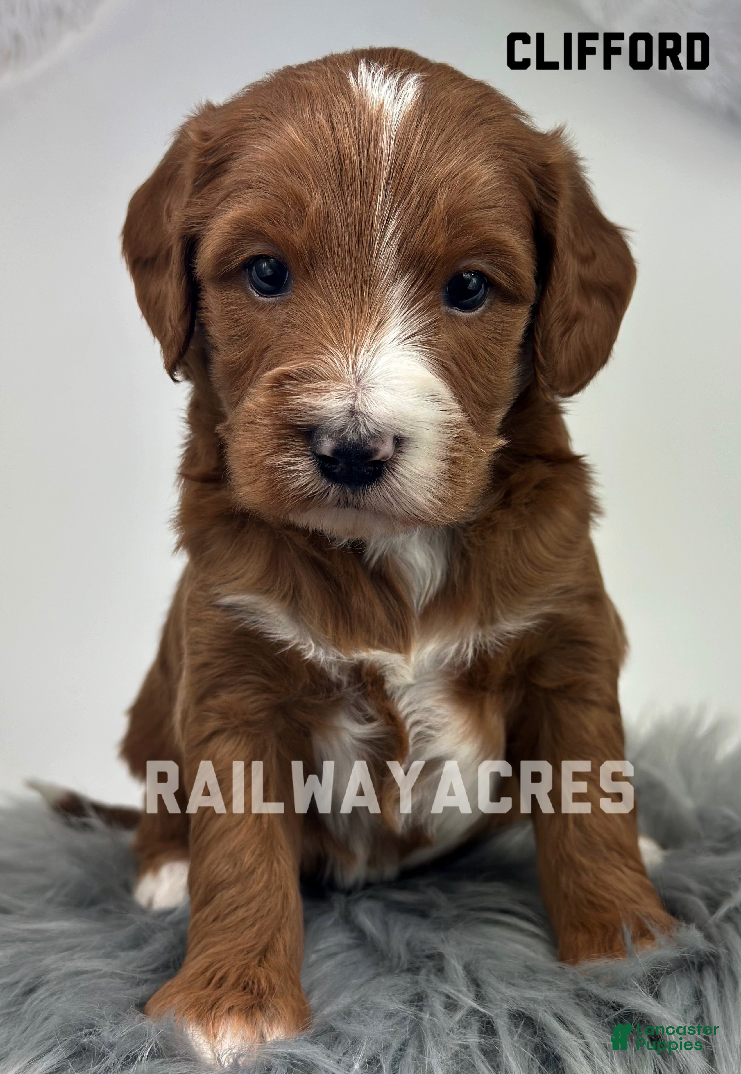 Mini Goldendoodle dogs Clifford - Ad 36