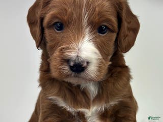 Mini Goldendoodle dogs Clifford - Ad 36