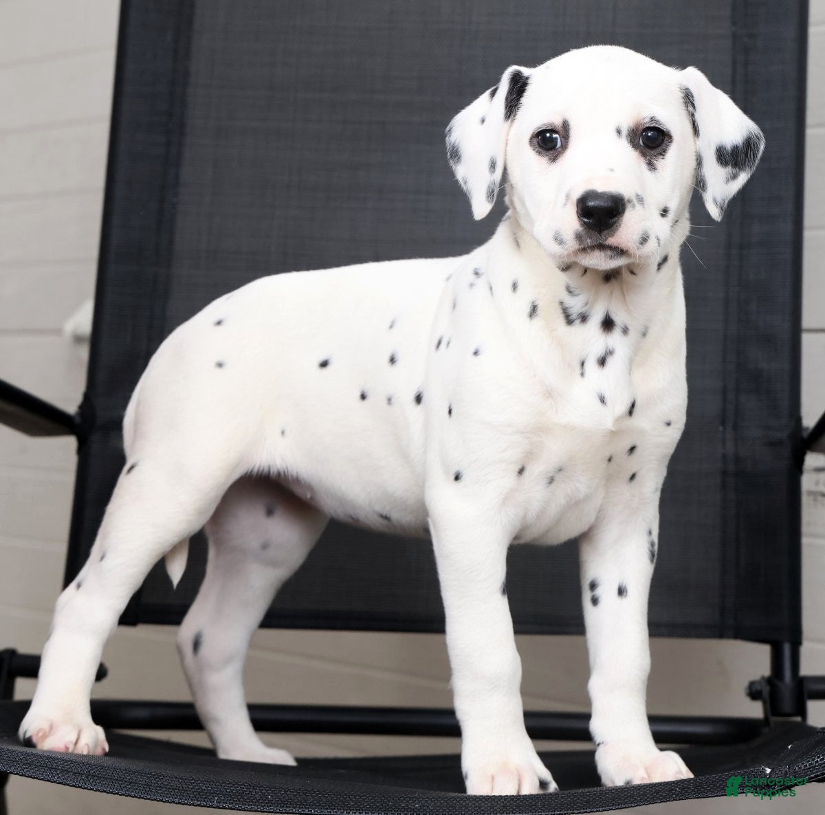 Dalmatian dogs Nila - Ad 2