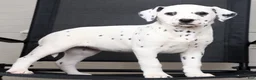 Dalmatian dogs for sale: Nila - Ad 2