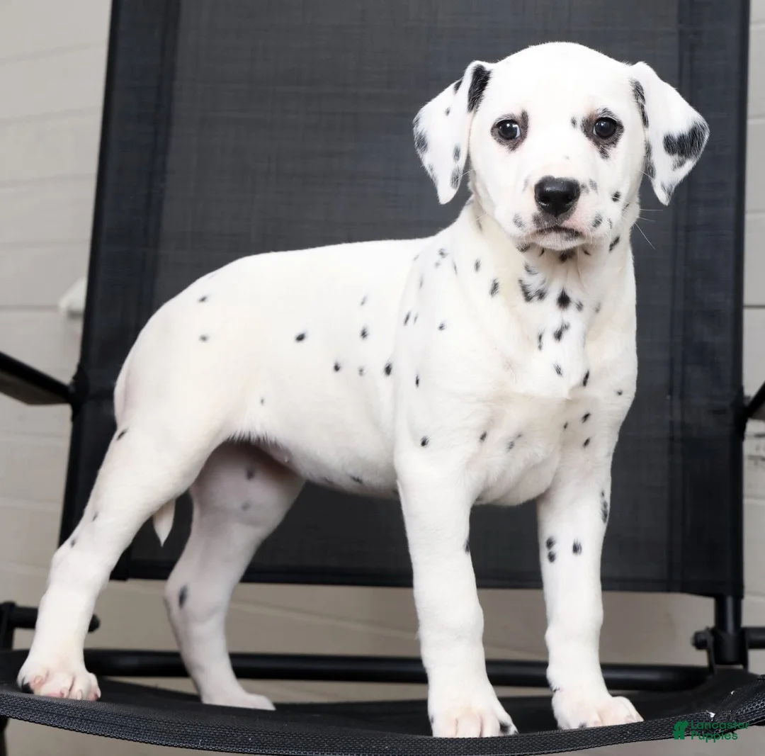 Dalmatian dogs for sale: Nila - Ad 2