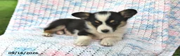 Welsh Corgi Pembroke dogs for sale: Aaron - Ad 3