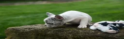 French Bulldog dogs for sale: Amelia (Merle & White) 💙🤍 - Ad 8