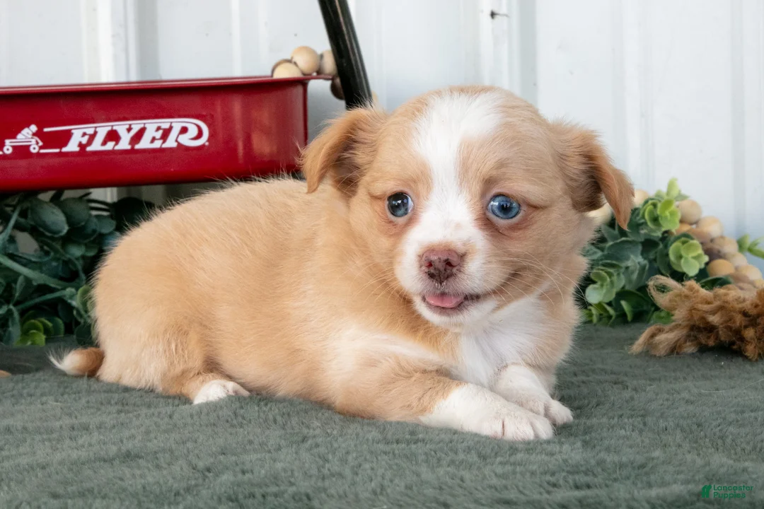 Chihuahua dogs for sale: Lola - Ad 2