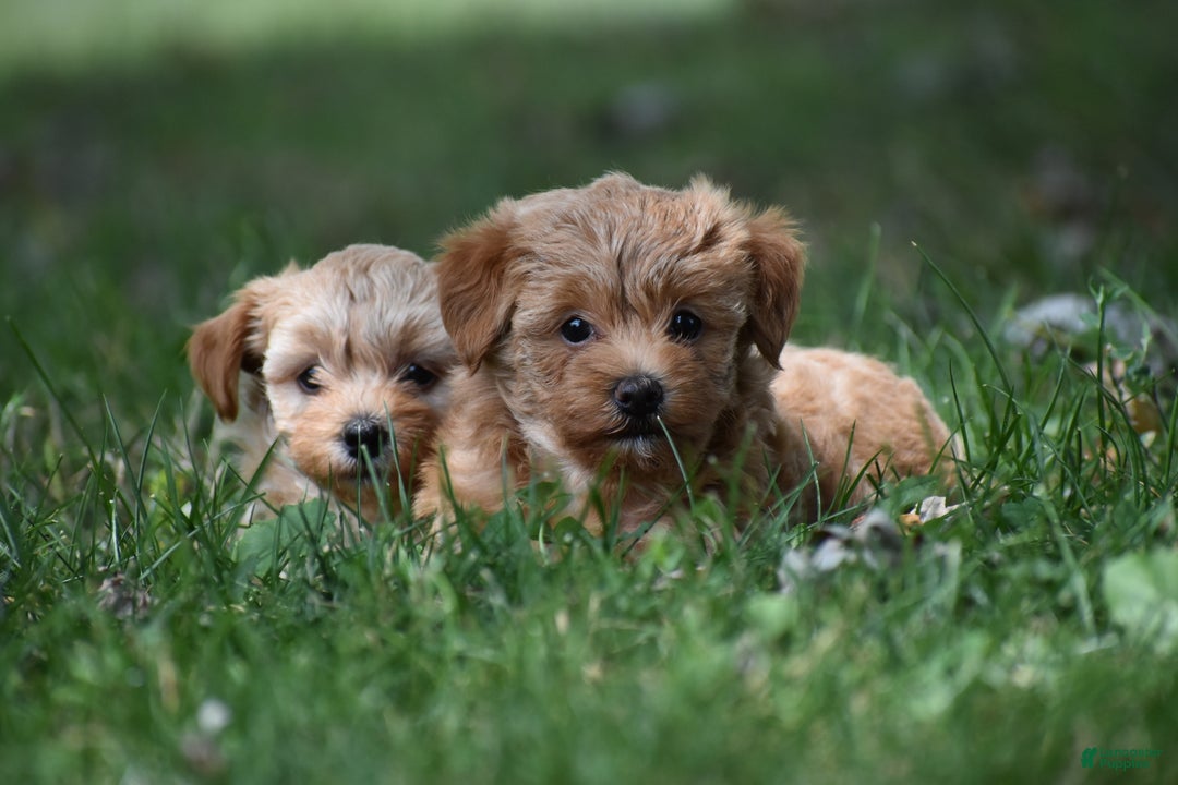Ruth Yoder / Covered Bridge Puppies