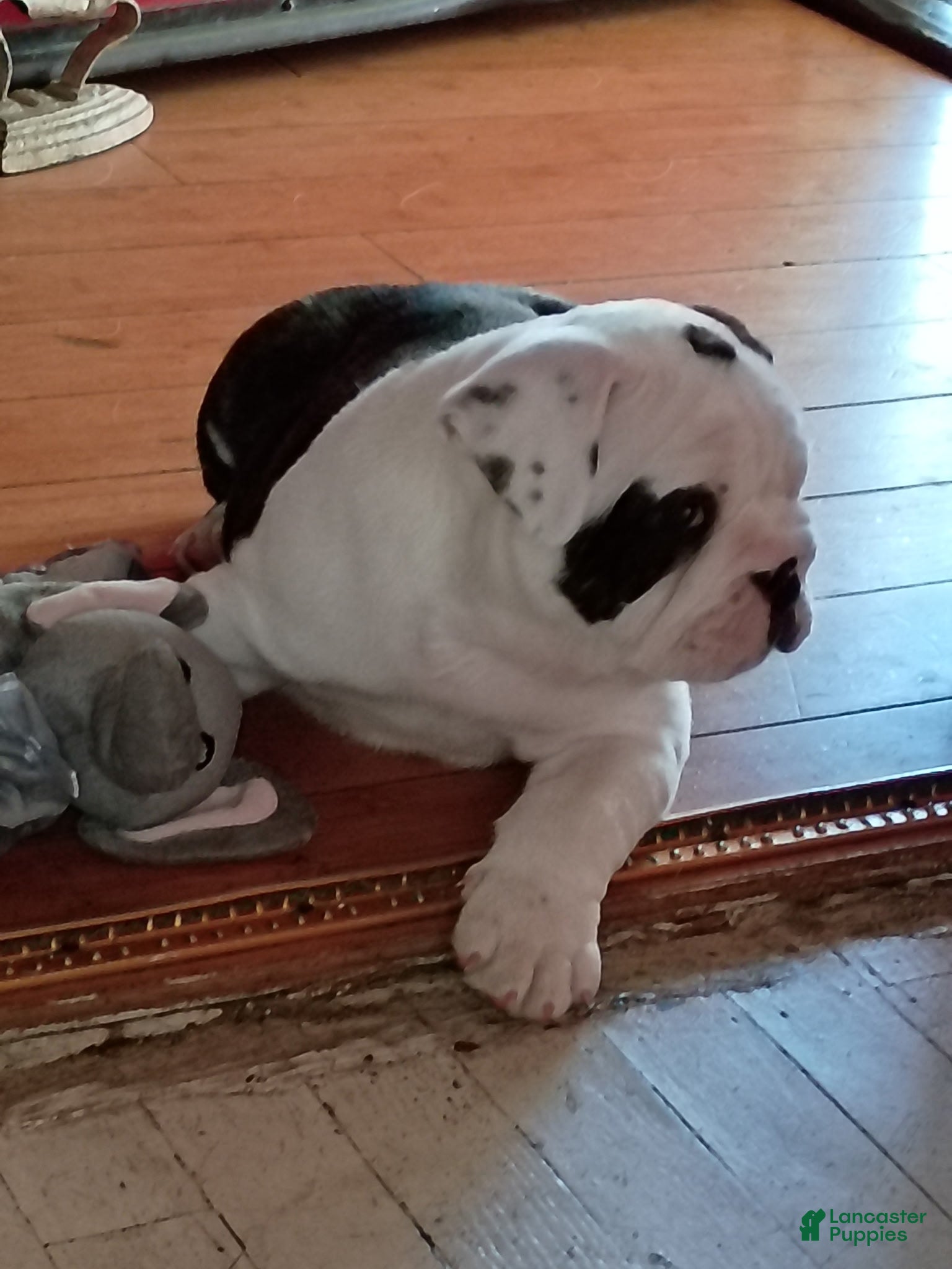 French Bulldog dogs French Bulldog Puppy 1 - Ad 6